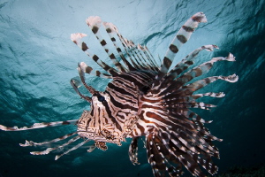 Lionfish pose by Steven Miller 